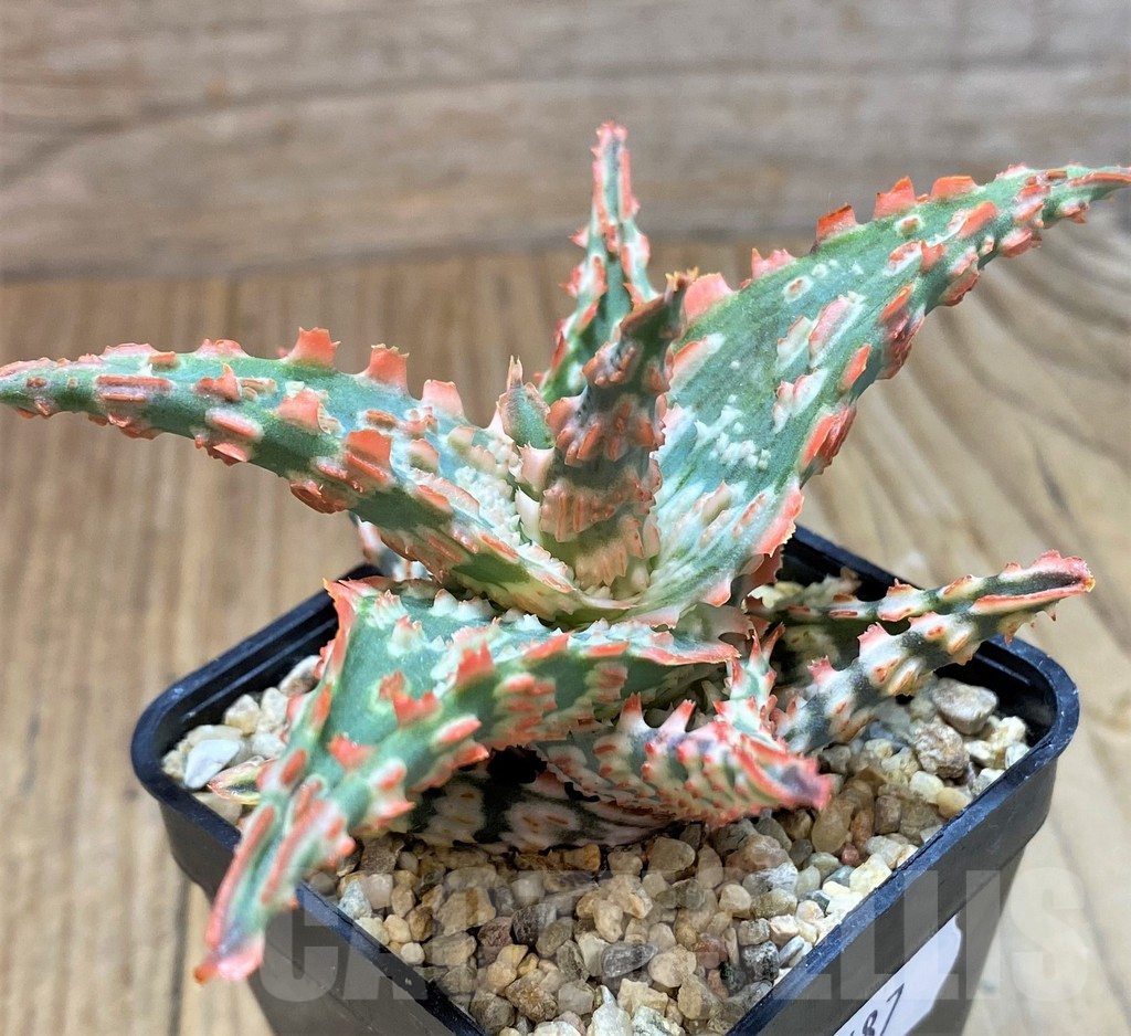 SH7687 Aloe TCT hybrid - Image 2