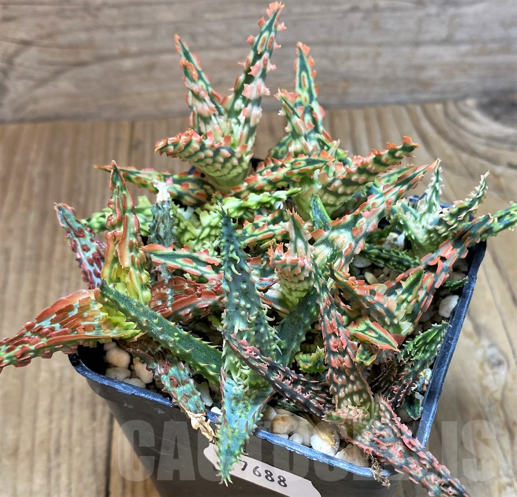 SH7688 Aloe TCT hybrid mix - Image 2