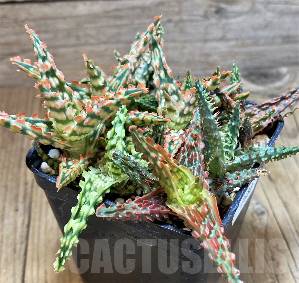 SH7688 Aloe TCT hybrid mix