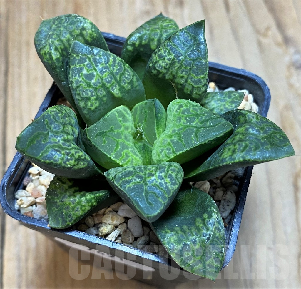 SH7691 Haworthia 'Kamen Butokai' - Image 2