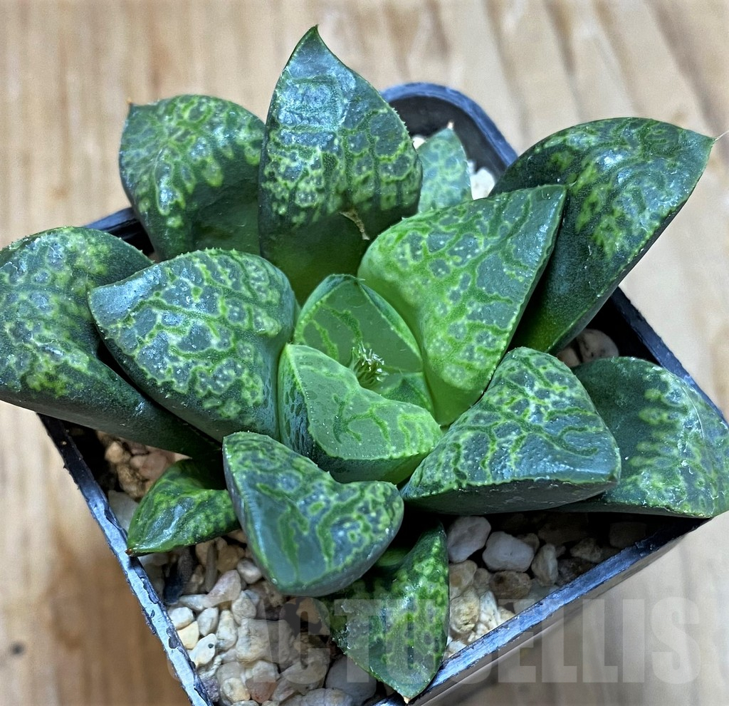 SH7691 Haworthia 'Kamen Butokai'