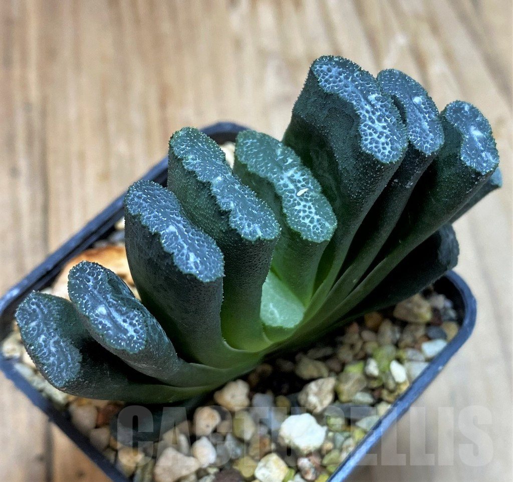 SH7693 Haworthia truncata - Image 2
