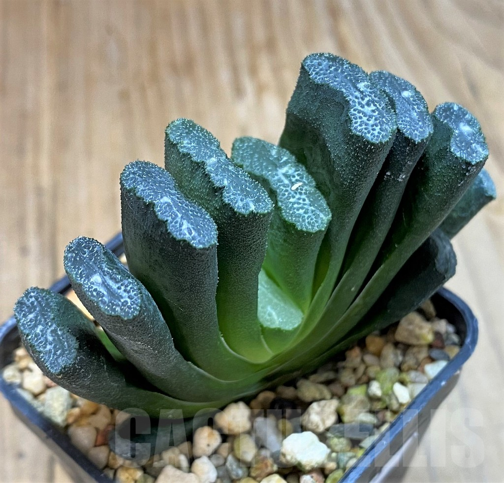SH7693 Haworthia truncata