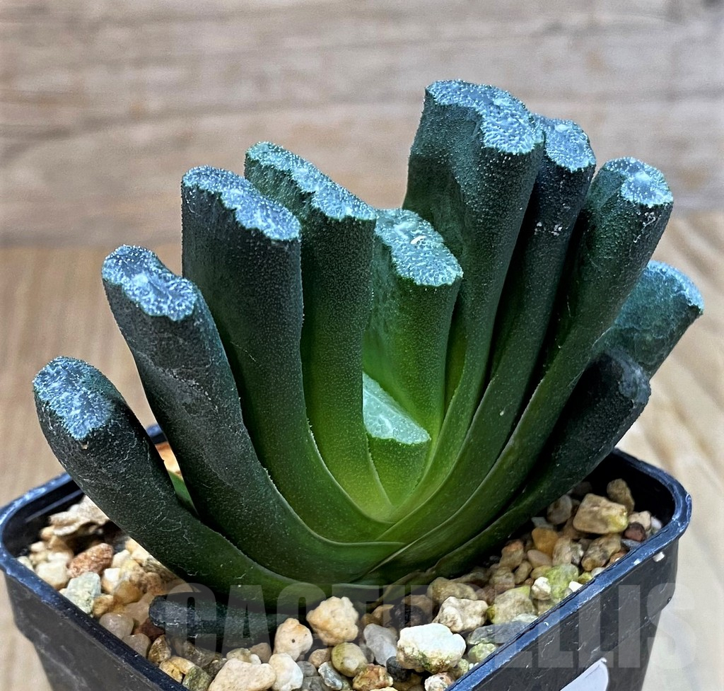 SH7693 Haworthia truncata - Image 3