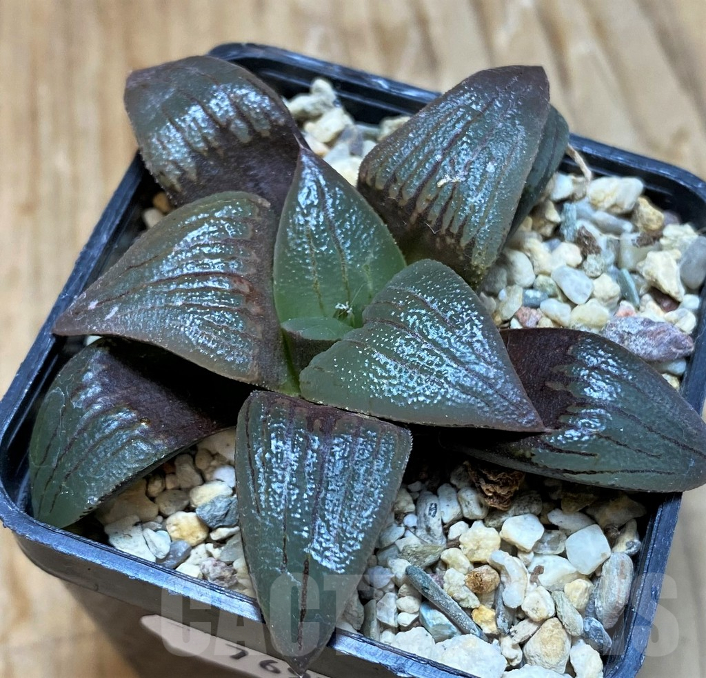 SH7697 Haworthia atrofusca -Japan- - Image 2