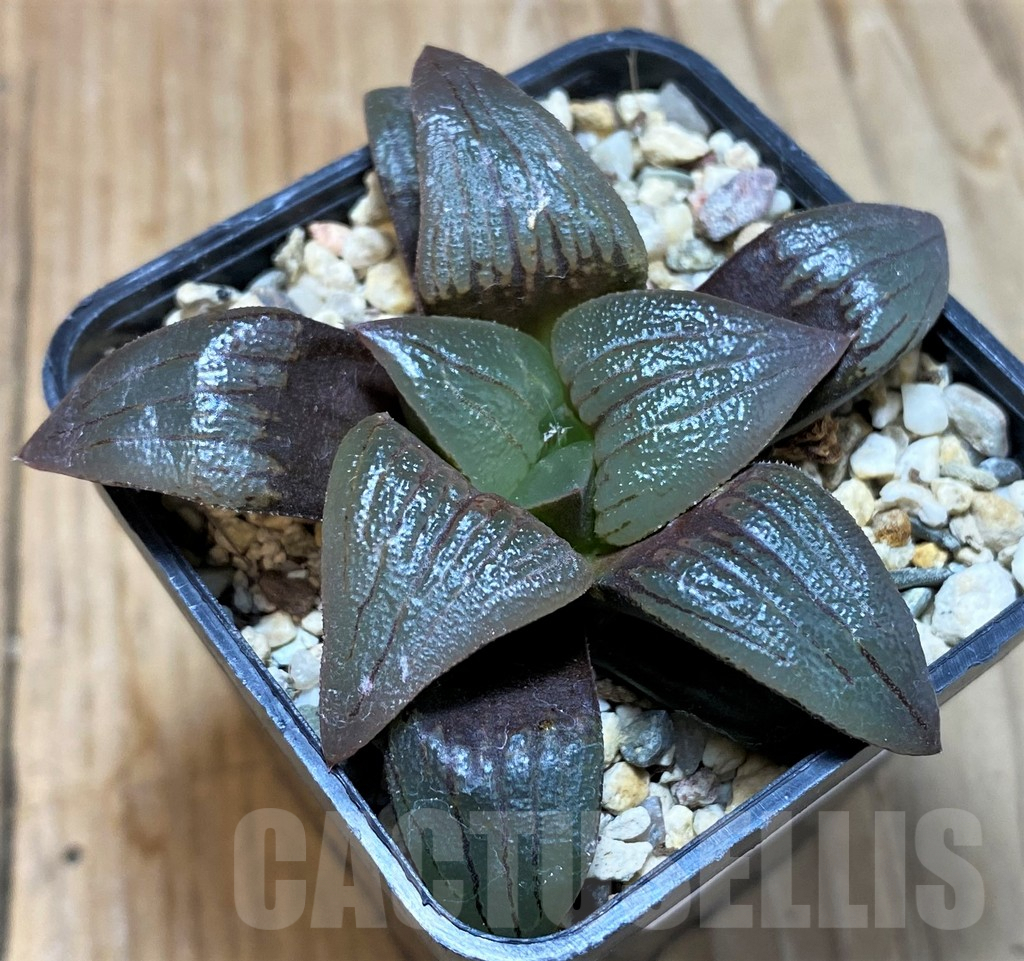 SH7697 Haworthia atrofusca -Japan-