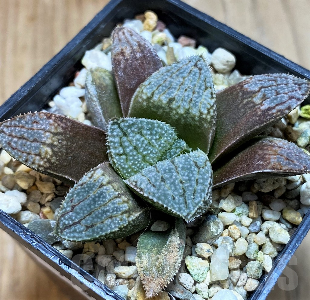 SH7701 Haworthia splendens 'Hakuja' - Image 2