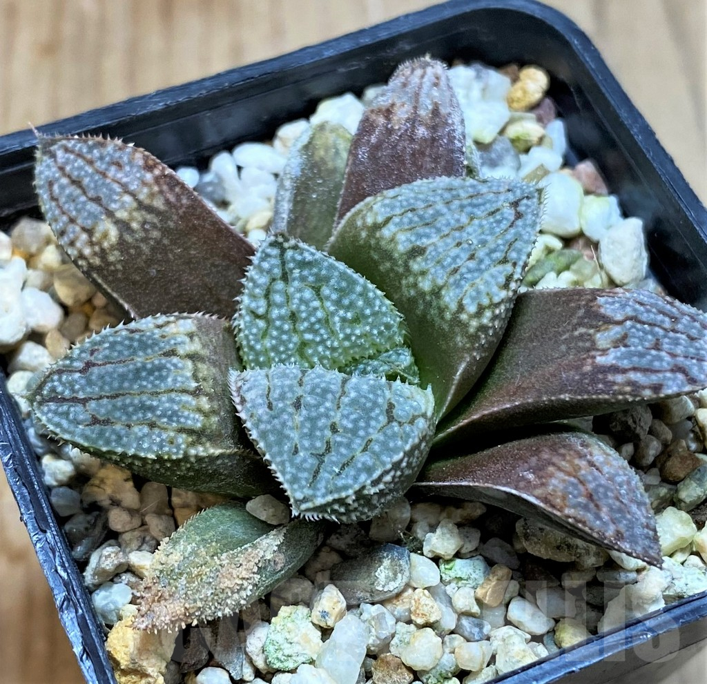 SH7701 Haworthia splendens 'Hakuja'