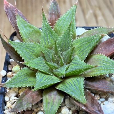 SH7706 Haworthia mirabilis hybrid