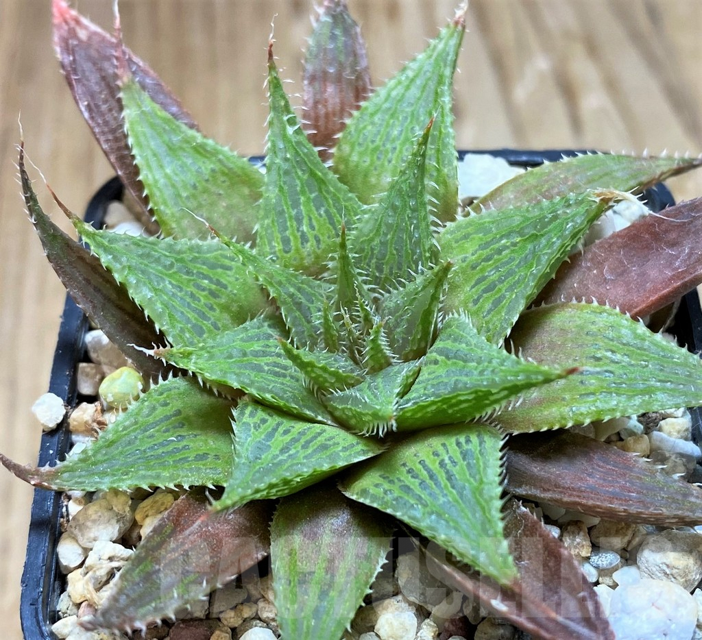 SH7706 Haworthia mirabilis hybrid