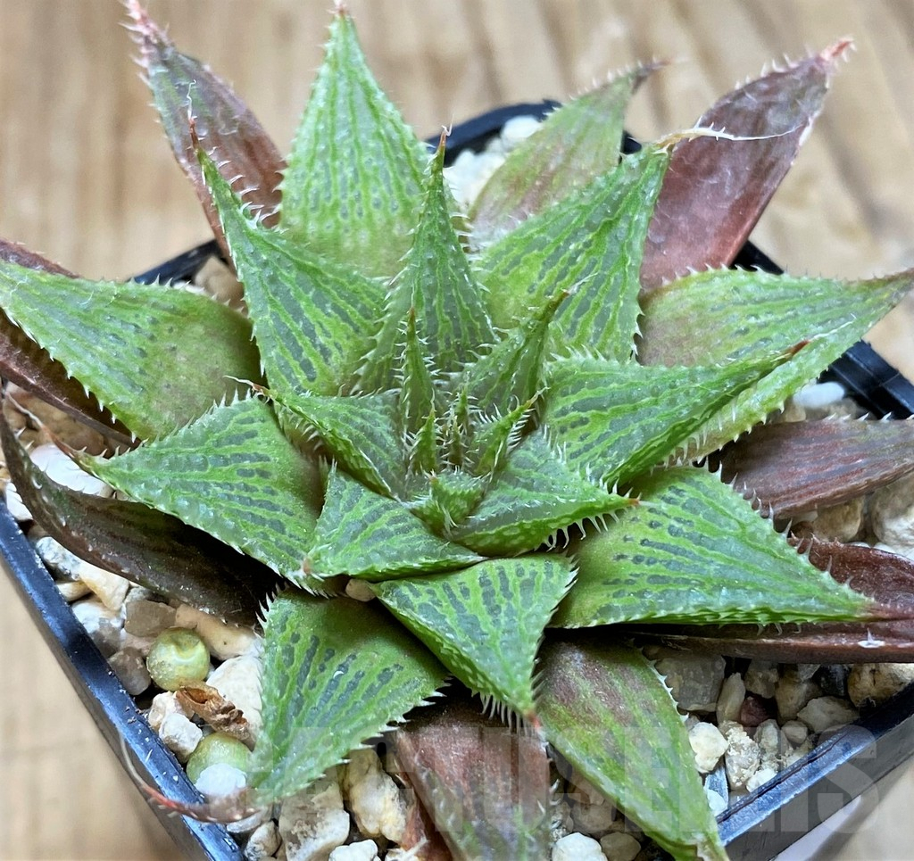 SH7706 Haworthia mirabilis hybrid - Image 2