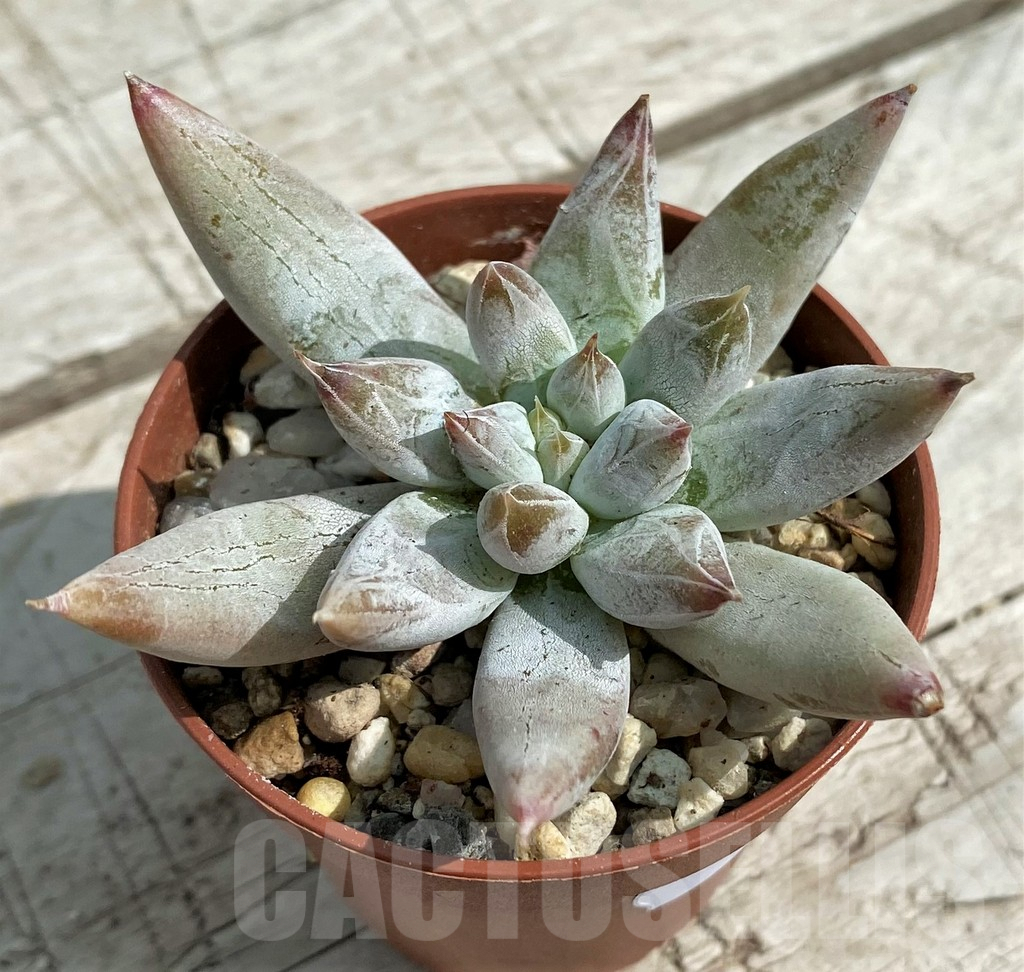 SH7844 Echeveria tolimanensis - Image 2