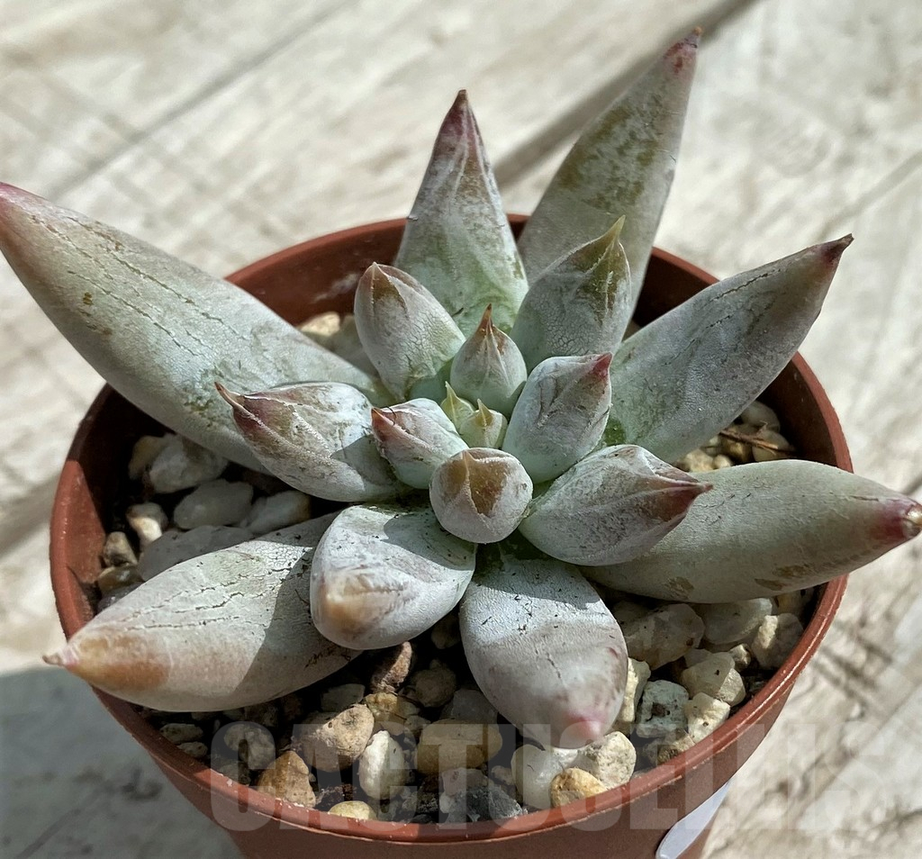 SH7844 Echeveria tolimanensis - Image 3