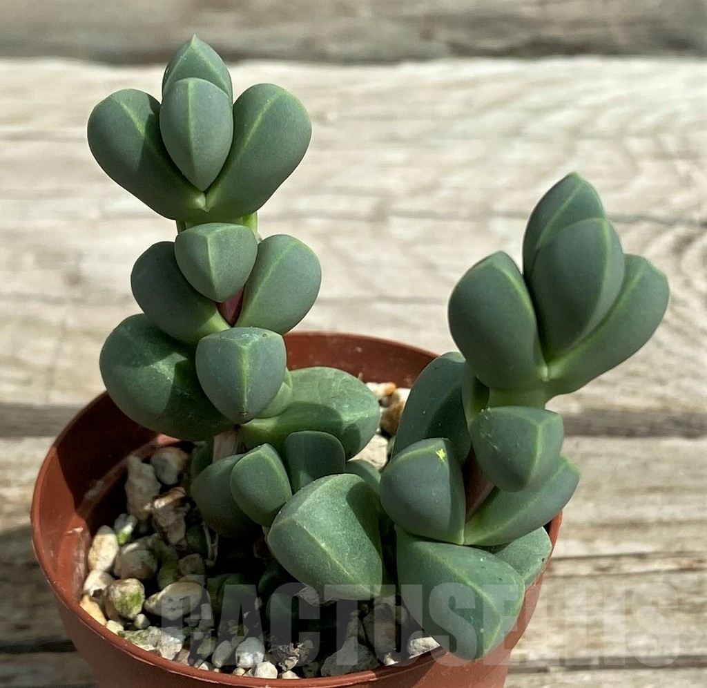 SHND7849 Delosperma lehmannii - Image 2
