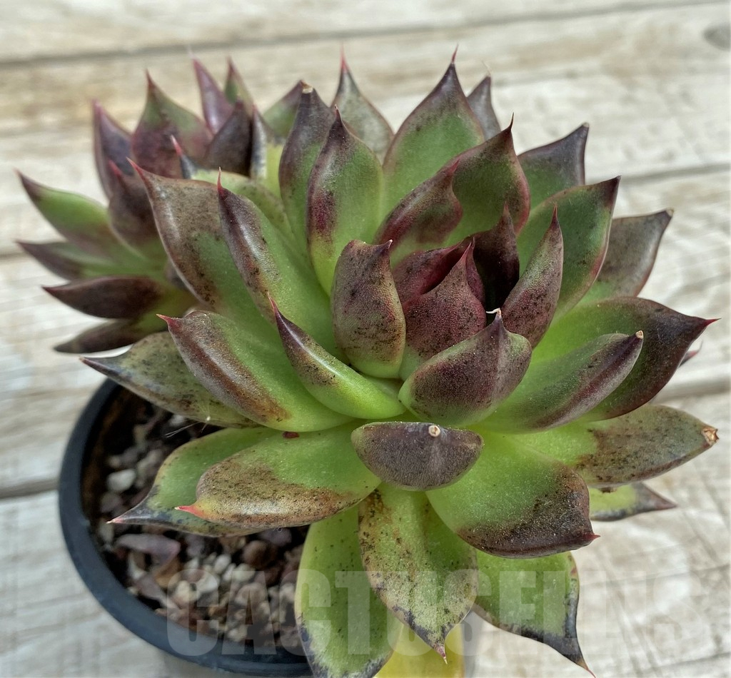 SH7851 Echeveria 'Black Rose' - Image 3
