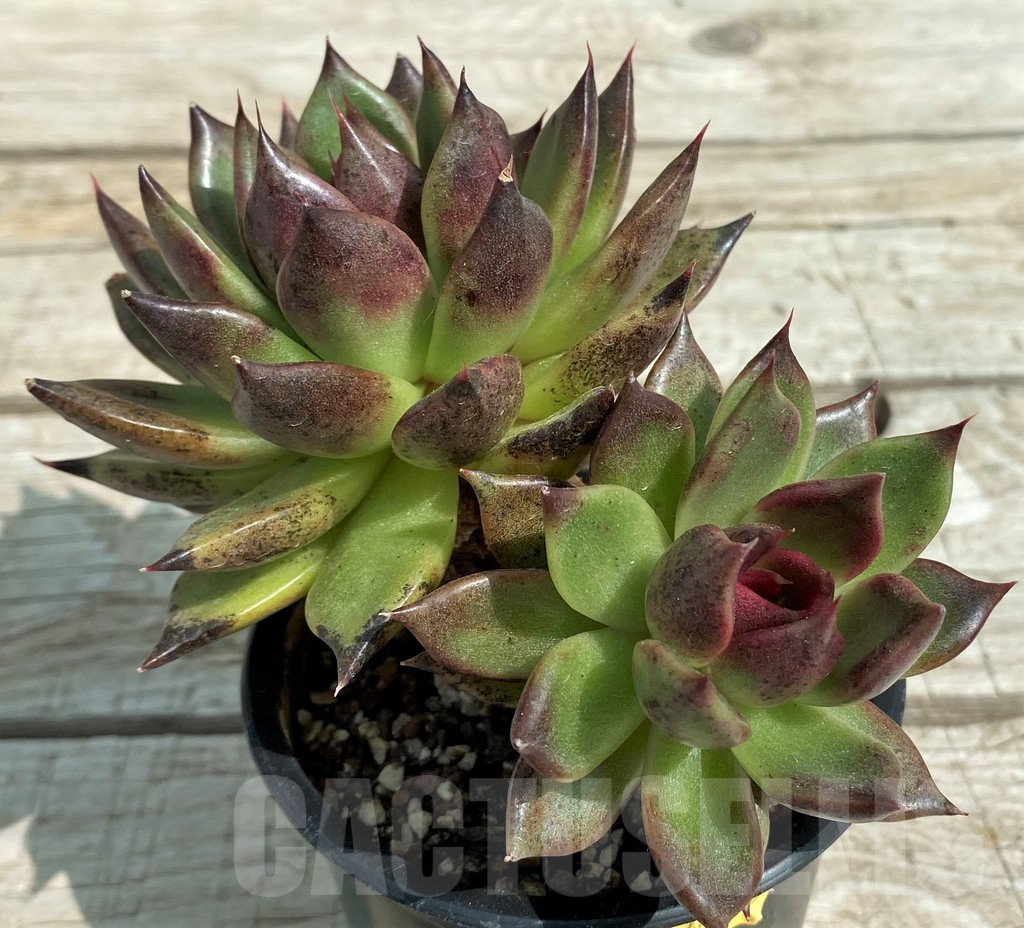 SH7851 Echeveria 'Black Rose' - Image 2