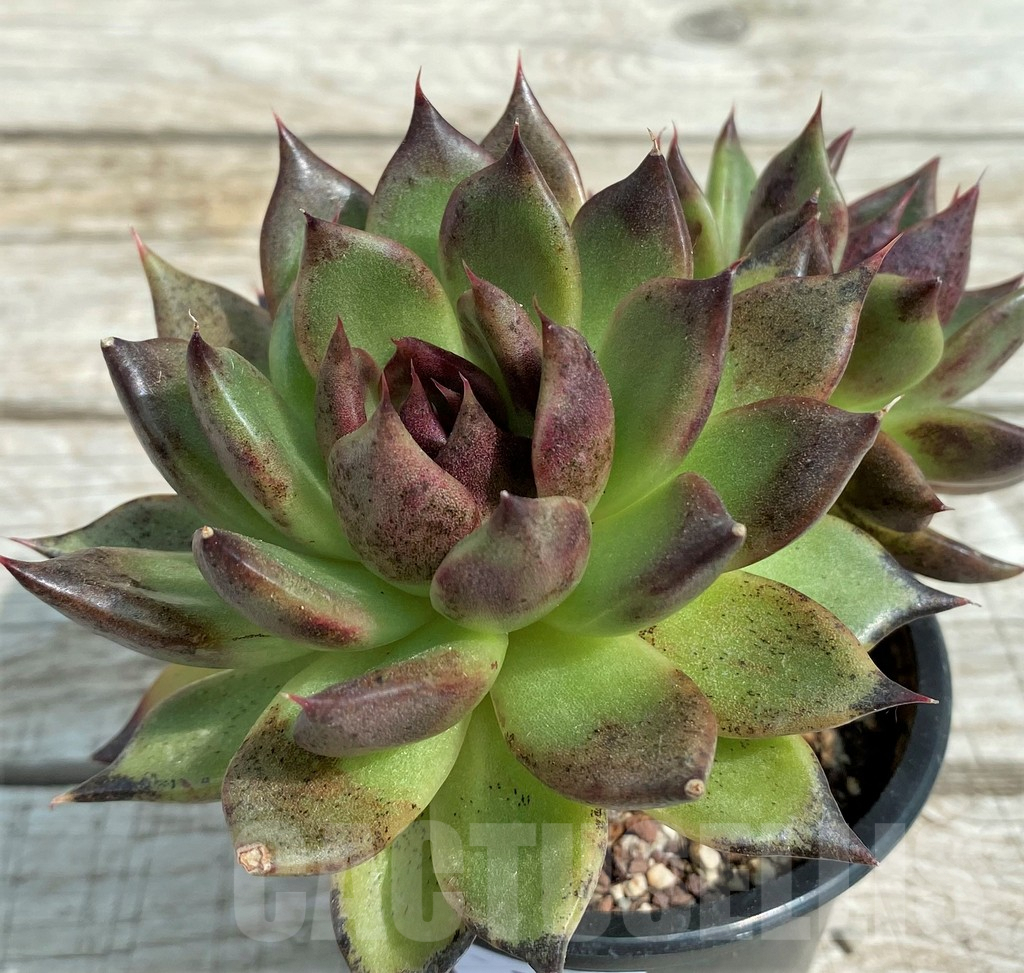 SH7851 Echeveria 'Black Rose'