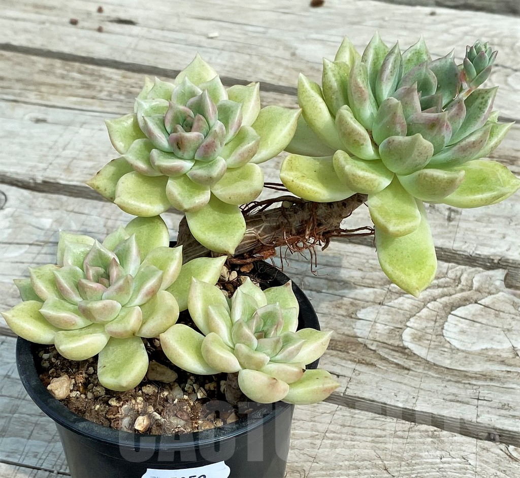 SH7852 Graptoveria 'Melody' - Image 2