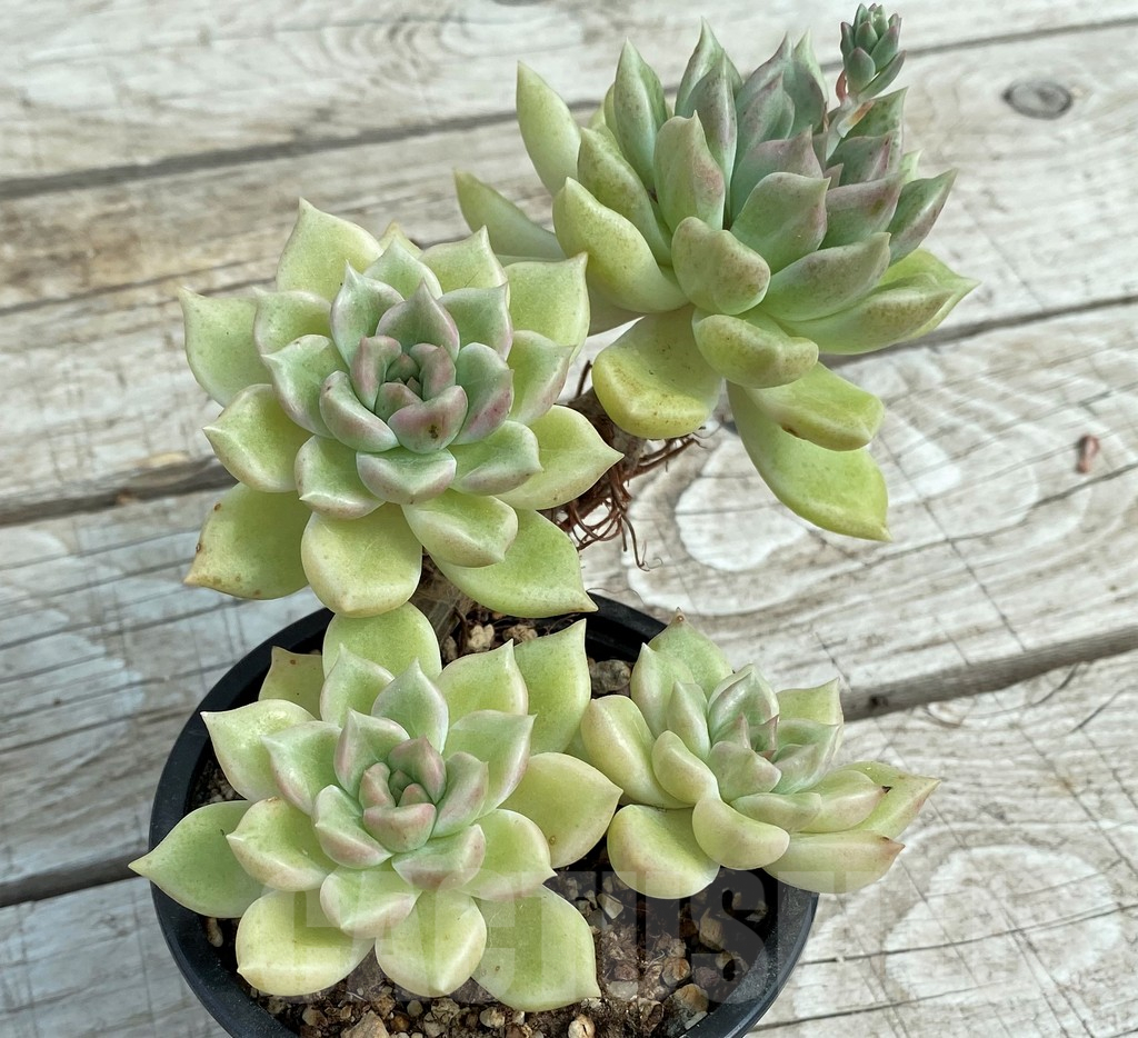 SH7852 Graptoveria 'Melody'