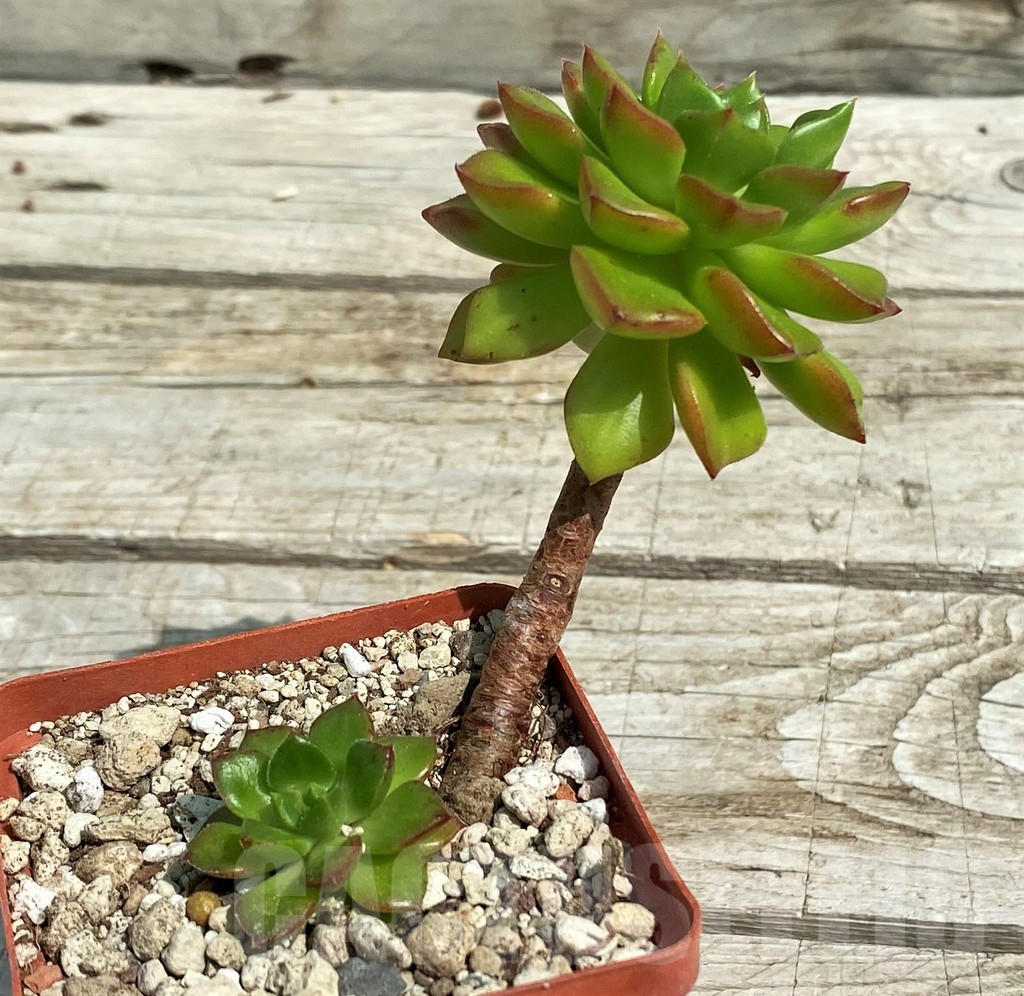 SH7855 Echeveria 'Red lantern' - Image 2