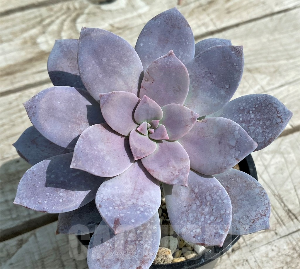 SH7857 Graptopetalum ‘Superbum’
