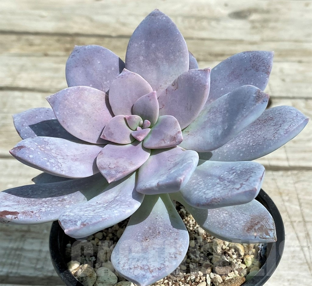 SH7857 Graptopetalum ‘Superbum’ - Image 2