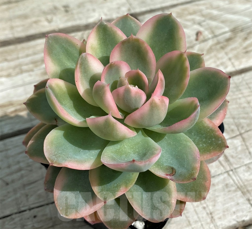 SH7858 Echeveria 'Luela Red'