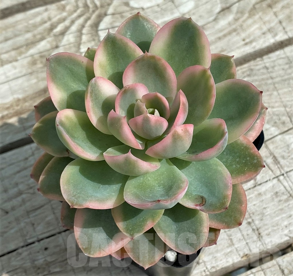 SH7858 Echeveria 'Luela Red' - Image 2