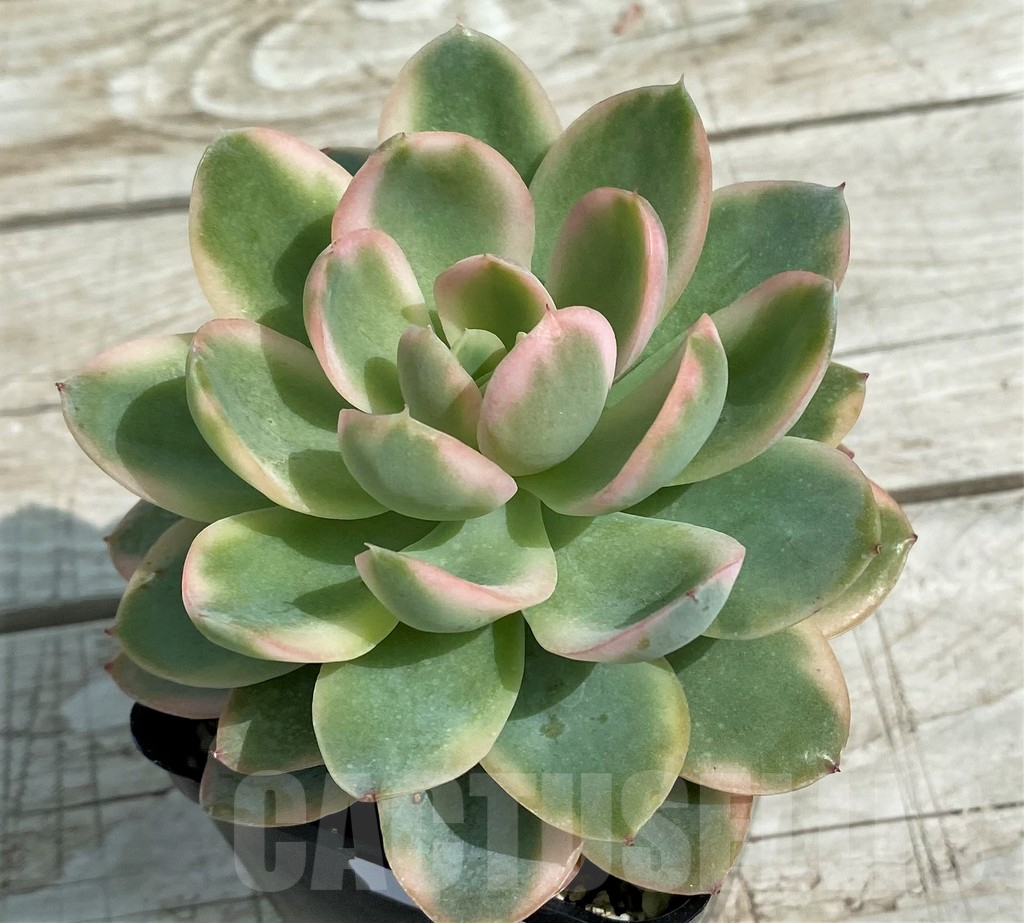 SH7859 Echeveria 'Luela Red'