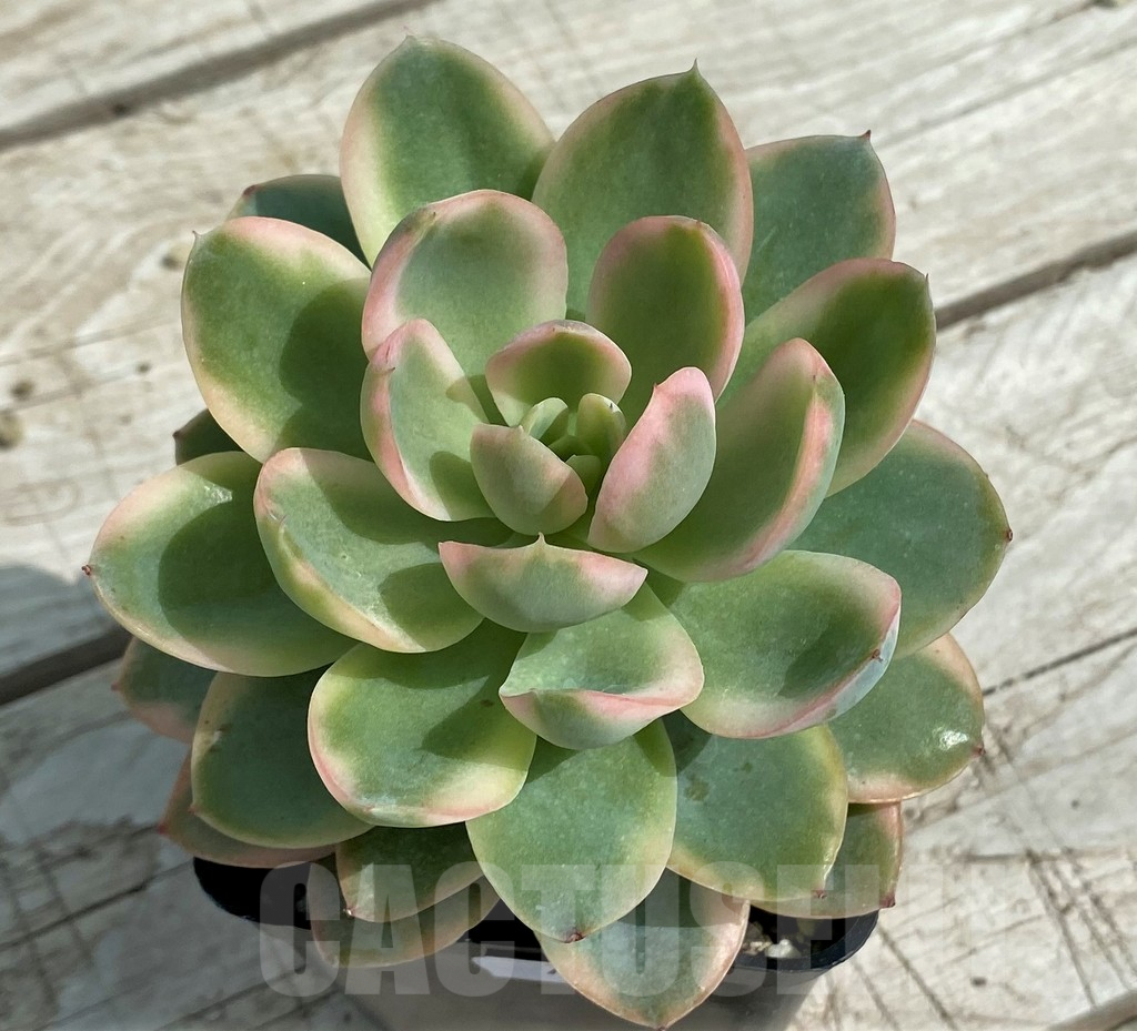 SH7859 Echeveria 'Luela Red' - Image 2