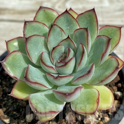 SH7860 Echeveria pulidonis