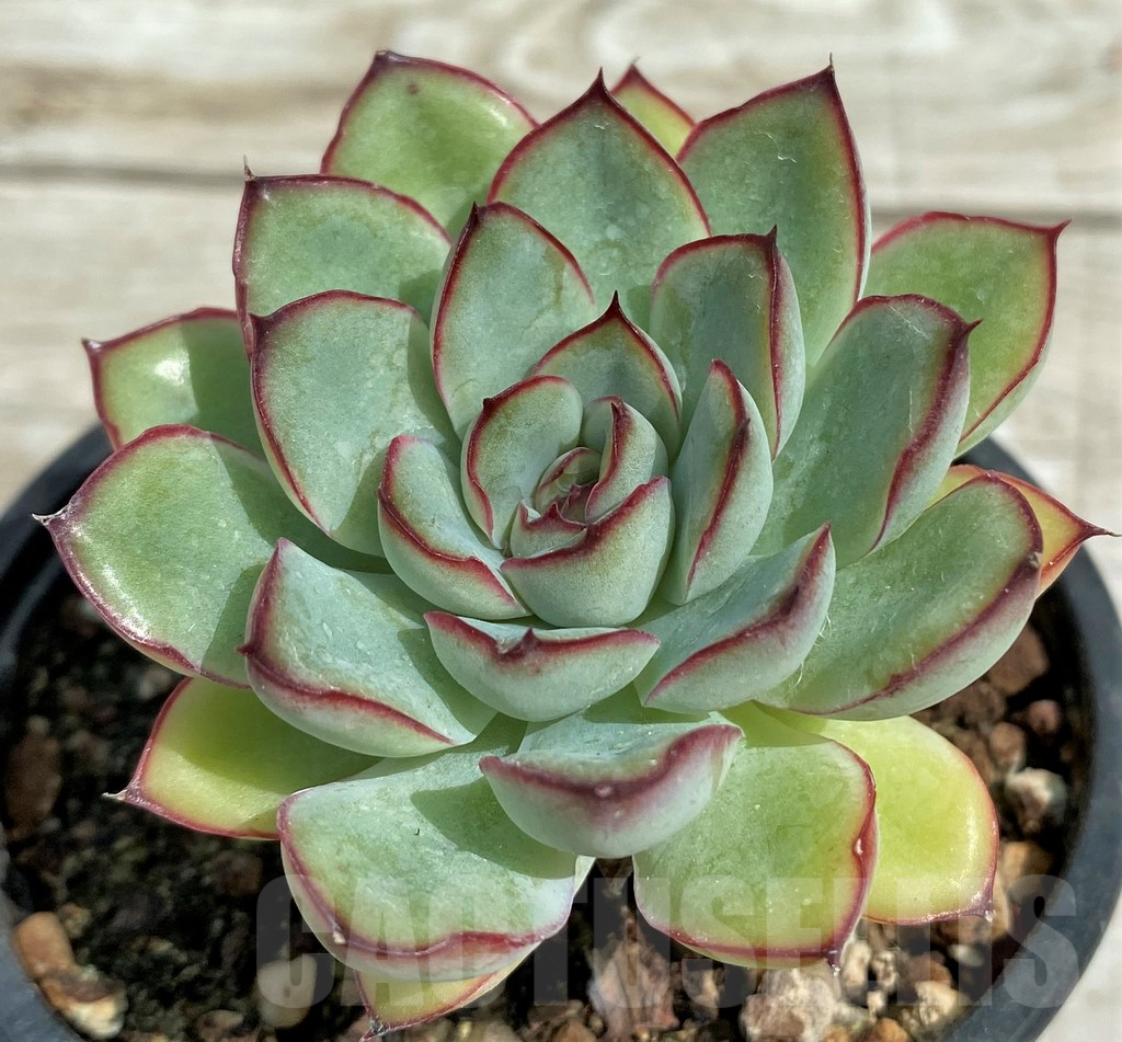 SH7860 Echeveria pulidonis