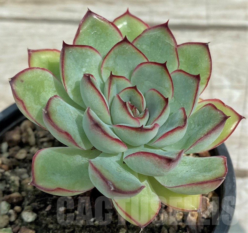 SH7860 Echeveria pulidonis - Image 2