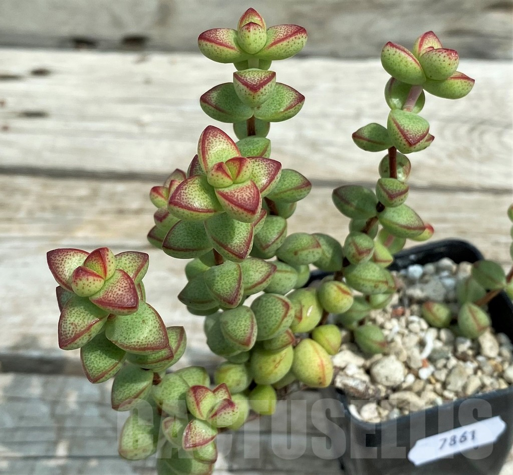 SH7861 Crassula brevifolia