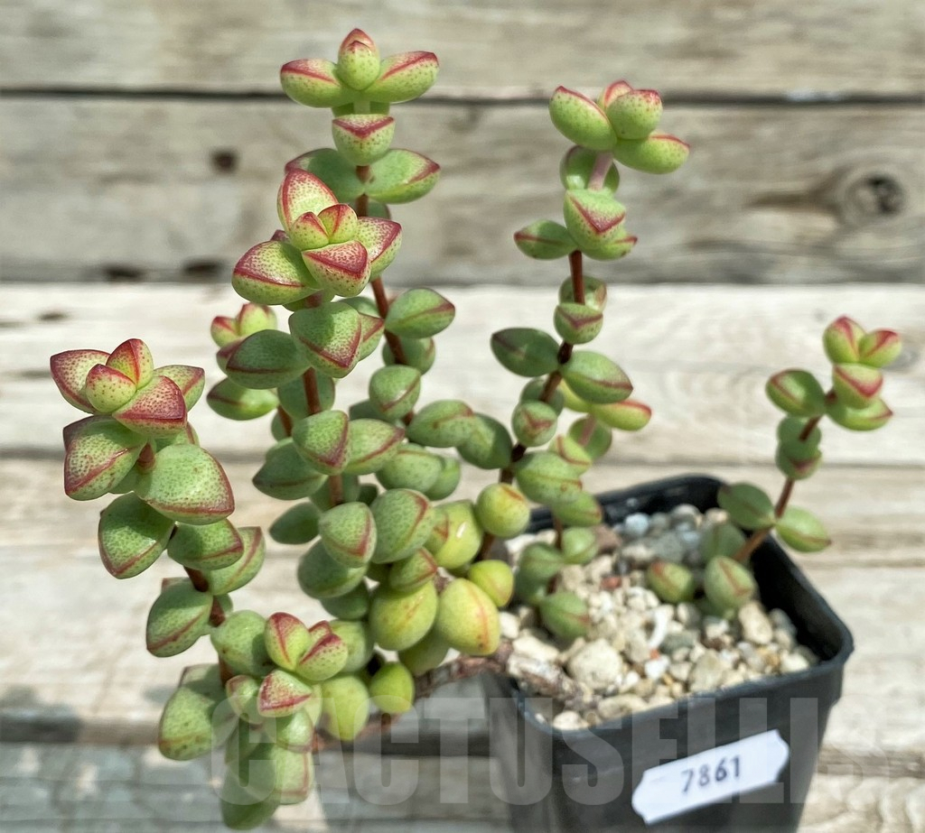 SH7861 Crassula brevifolia - Image 2