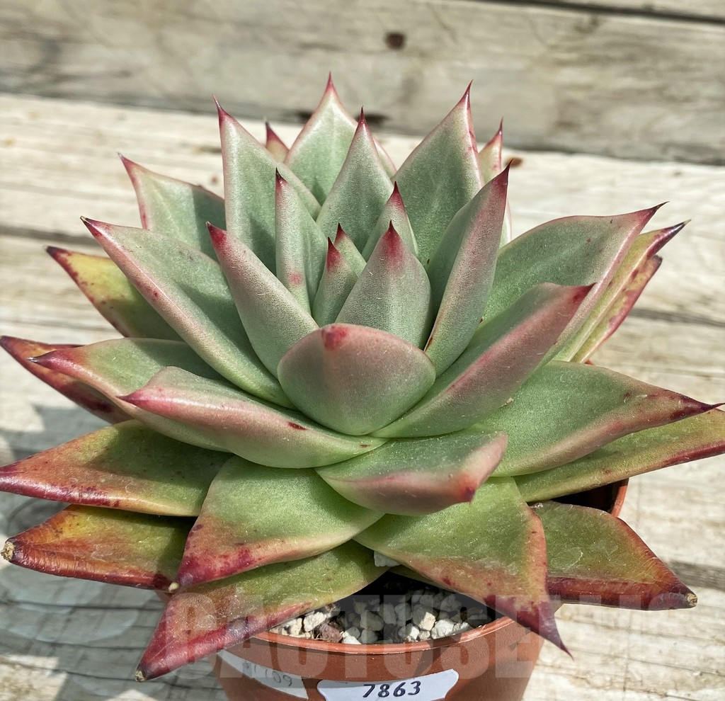 SH7863 Echeveria agavoides ‘Ebony’ - Image 3