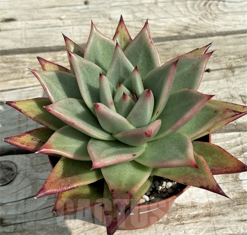 SH7863 Echeveria agavoides ‘Ebony’ - Image 2
