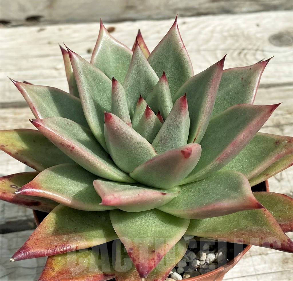 SH7863 Echeveria agavoides ‘Ebony’