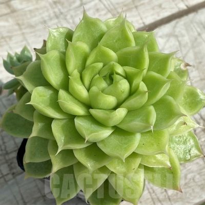 SH7864 Echeveria hybrid