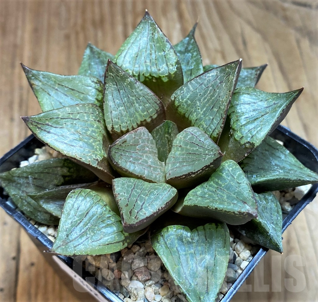 SH7802 Haworthia comptoniana hybrid