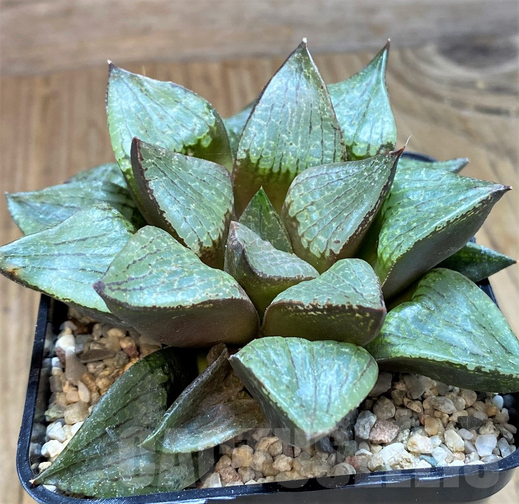 SH7802 Haworthia comptoniana hybrid - Image 2