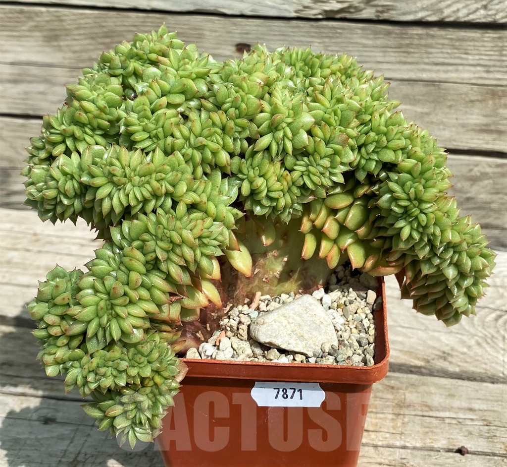SH7871 Echeveria agavoides f. cristata