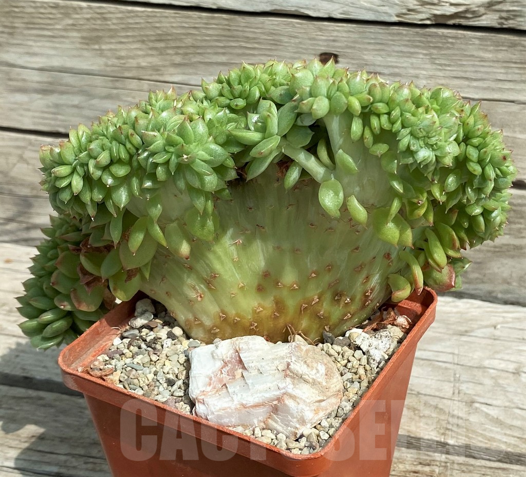 SH7871 Echeveria agavoides f. cristata - Image 2