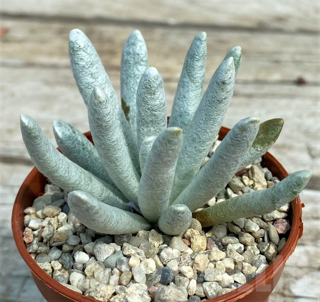 SH7872 Senecio scaposus - Image 2