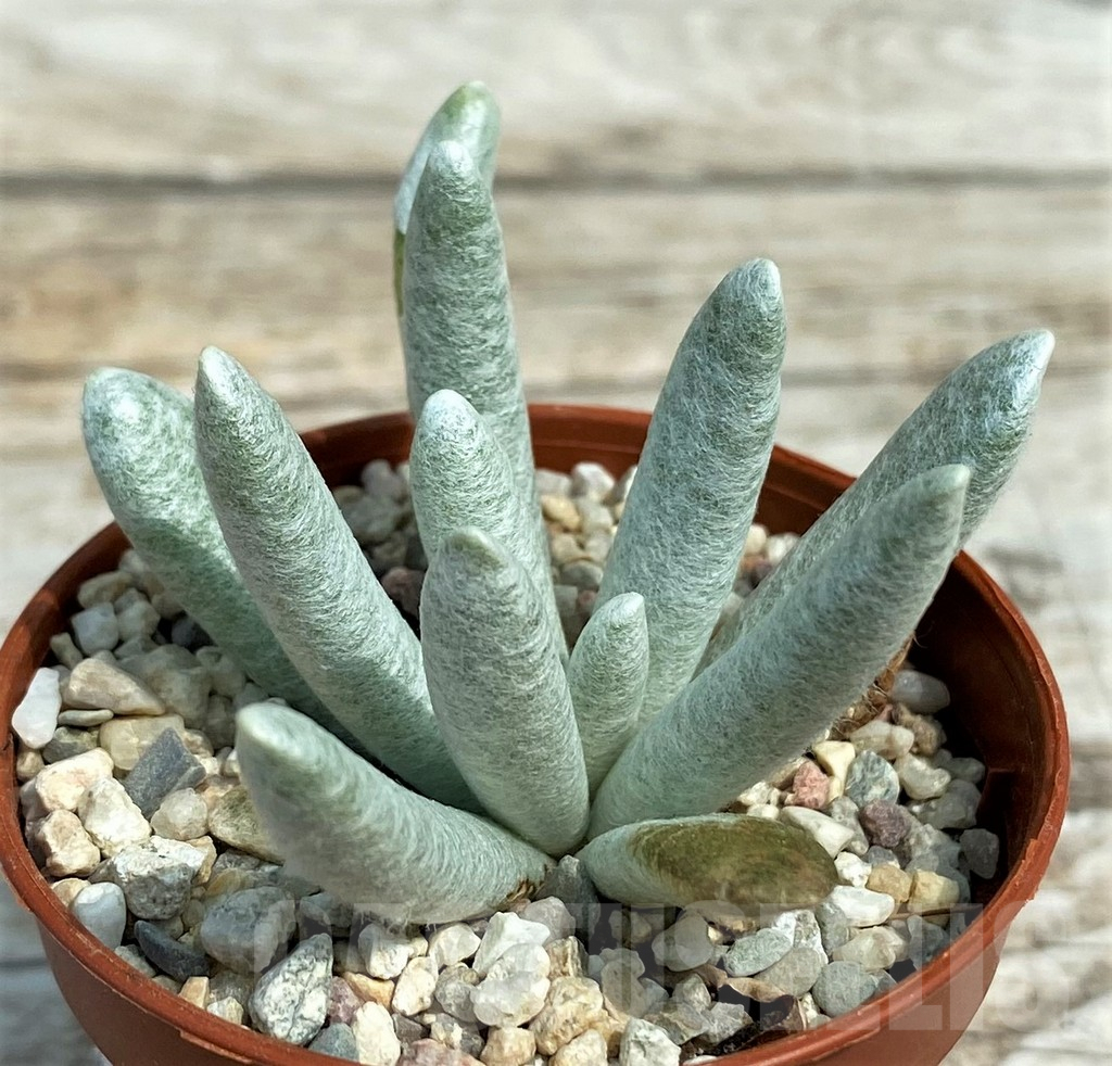 SH7873 Senecio scaposus - Image 2