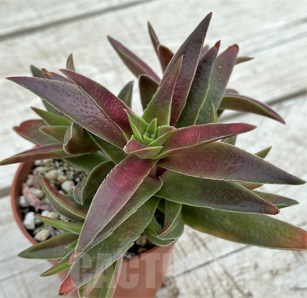 SH7828 Crassula capitella 'Red Pagoda'