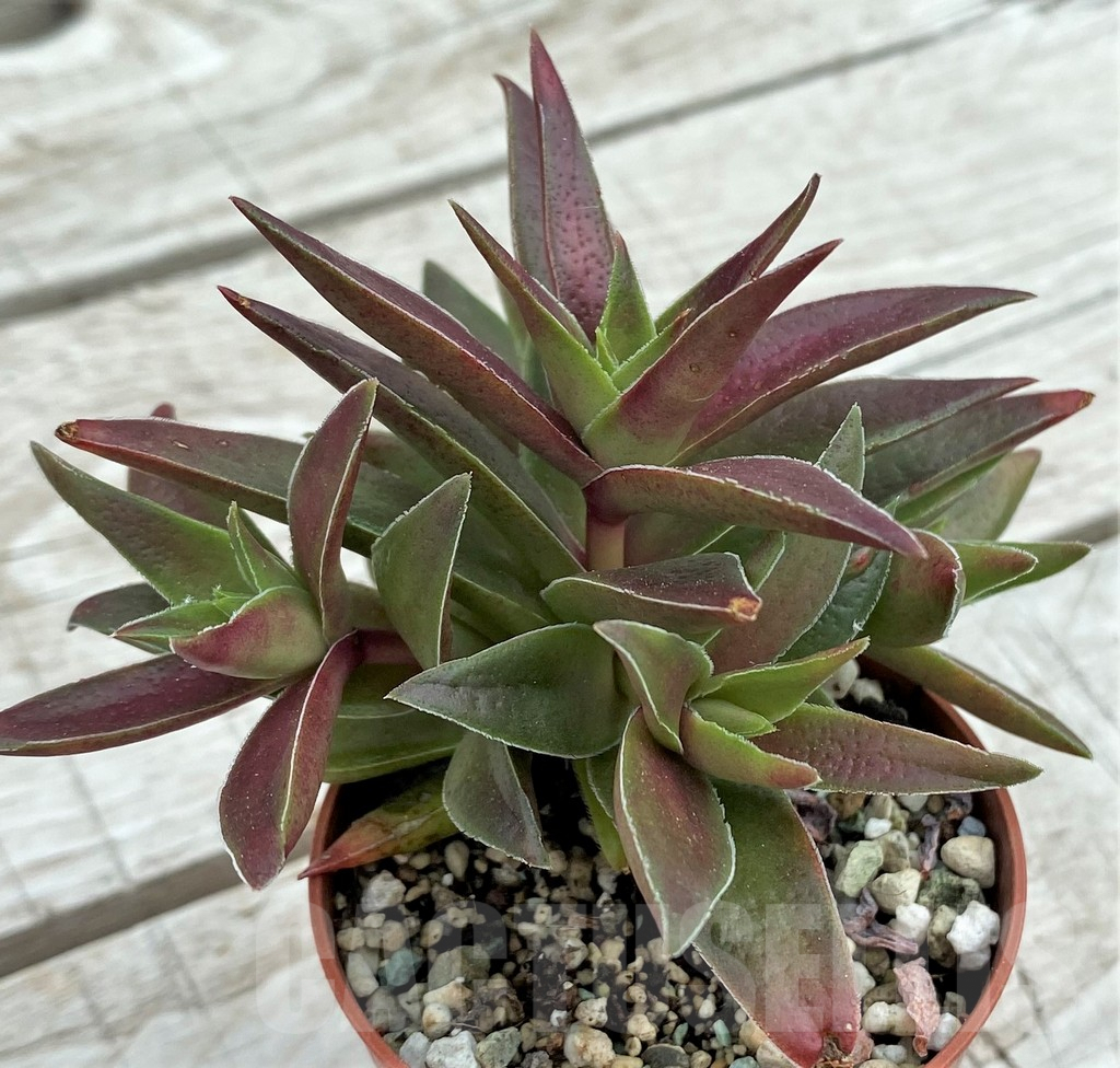 SH7828 Crassula capitella 'Red Pagoda' - Image 2