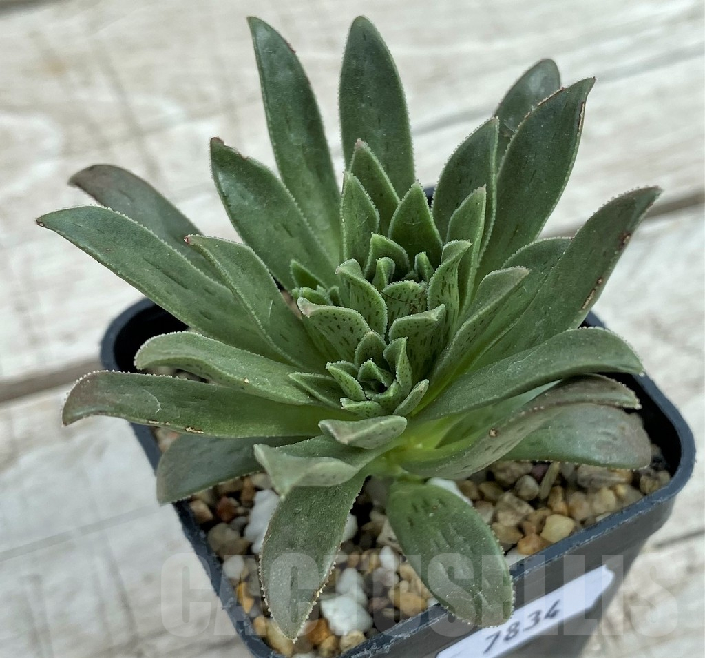 SH7834 Aeonium simsii - Image 2