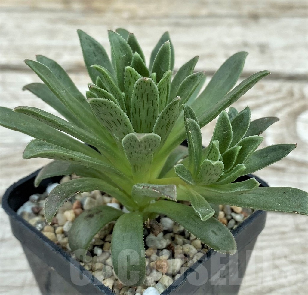 SH7835 Aeonium simsii - Image 2