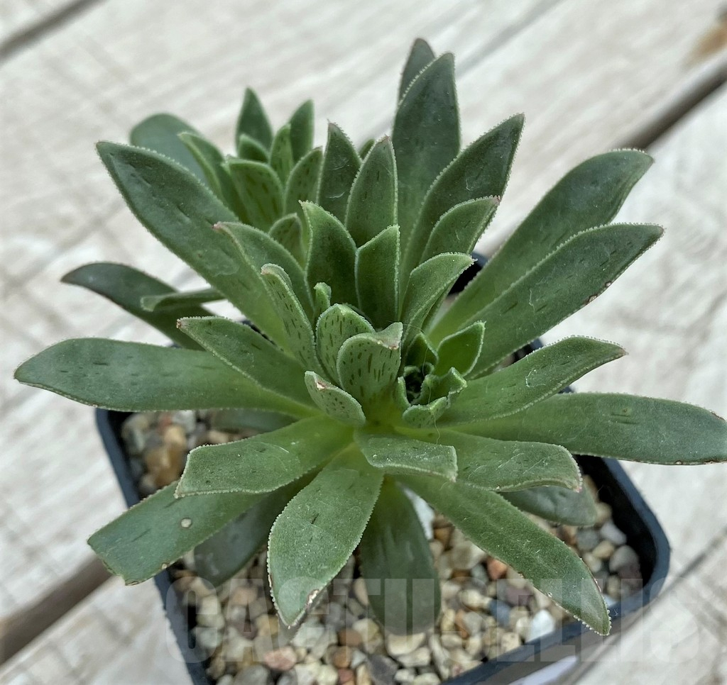 SH7835 Aeonium simsii